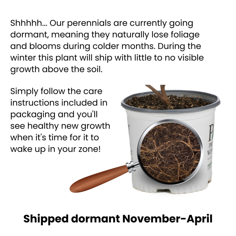 Infographic explaining and showing dormancy in perennials.