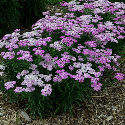 'Firefly Amethyst' 'Firefly Amethyst' Yarrow in focus.