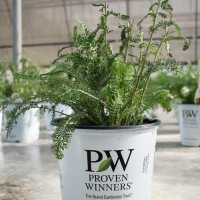 'Firefly Diamond' 'Firefly Diamond' Yarrow in dormancy.