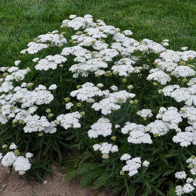 'Firefly Diamond' Yarrow in focus.