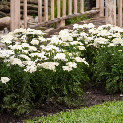 'Firefly Diamond' 'Firefly Diamond' Yarrow in use.