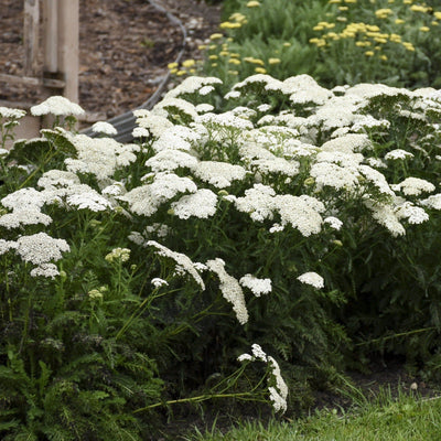 'Firefly Diamond' Yarrow in use.