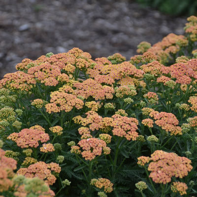 'Firefly Peach Sky' 'Firefly Peach Sky' Yarrow up close.