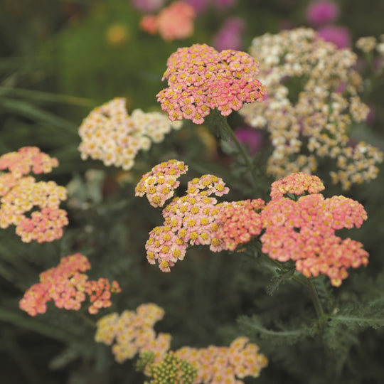 'Firefly Peach Sky' Yarrow (Achillea)