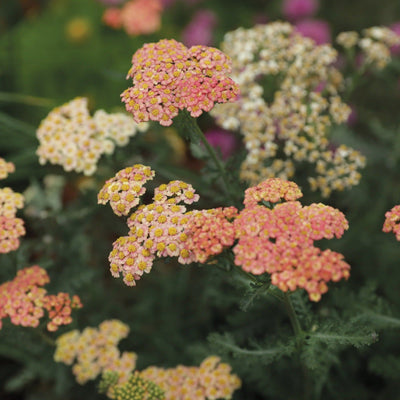 'Firefly Peach Sky' Yarrow up close.