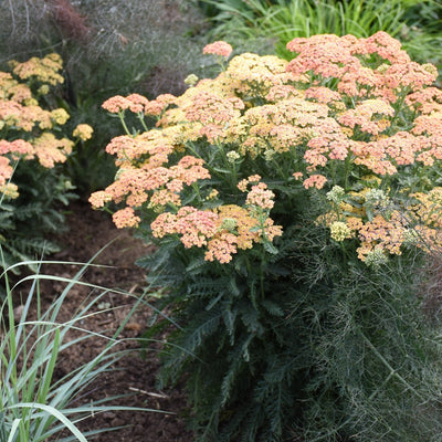 'Firefly Peach Sky' Yarrow in use.