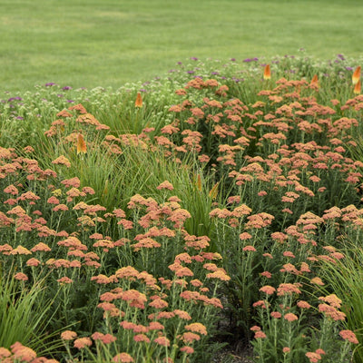 'Firefly Peach Sky' Yarrow in use.