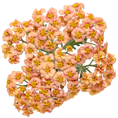 'Firefly Peach Sky' Yarrow (Achillea hybrid)