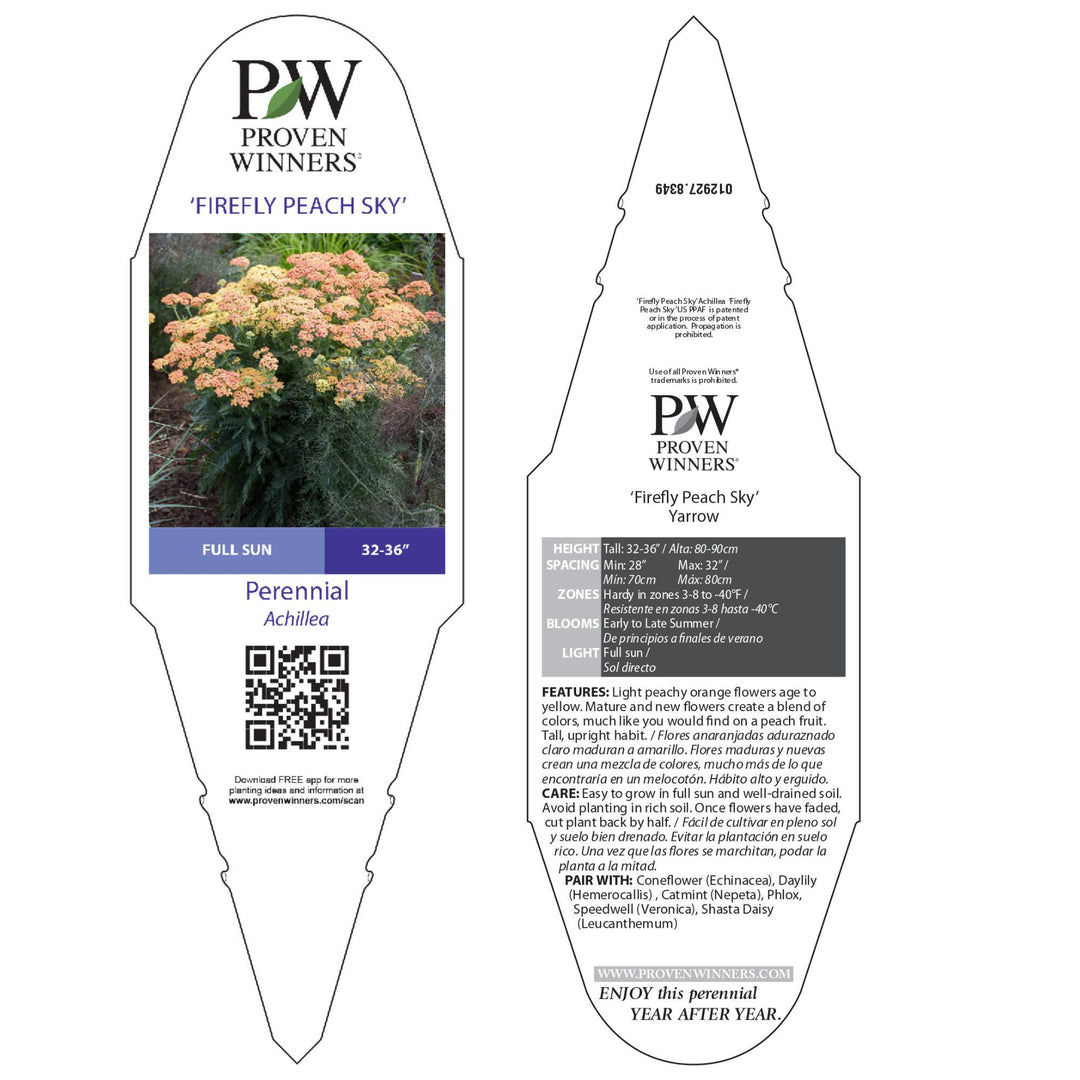 Yarrow | 'Firefly Peach Sky' | Proven Winners® Perennials – Proven