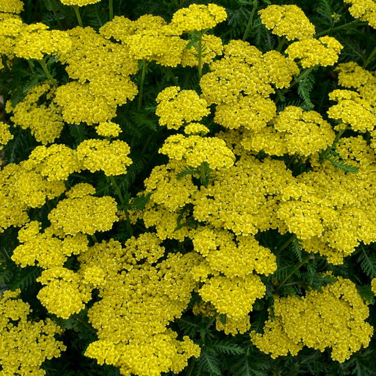'Firefly Sunshine' Yarrow (Achillea)