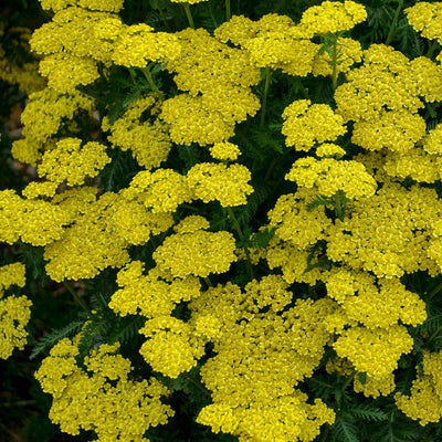 'Firefly Sunshine' Yarrow up close.