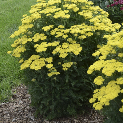 'Firefly Sunshine' Yarrow in focus.