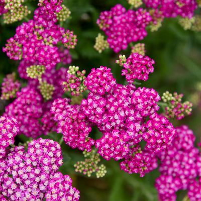 'Firefly Fuchsia' Yarrow up close.