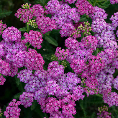 'Firefly Fuchsia' Yarrow up close.