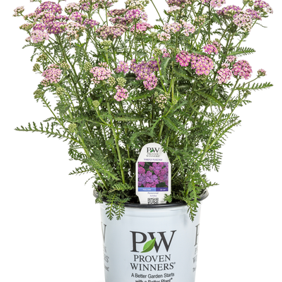 'Firefly Fuchsia' Yarrow (Achillea hybrid) | Proven Winners® New Variety 2025