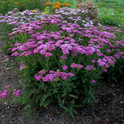 'Firefly Fuchsia' Yarrow in focus.