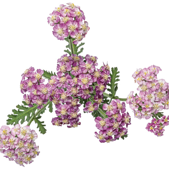 Yarrow | 'Firefly Fuchsia' | Proven Winners® Perennials – Proven ...
