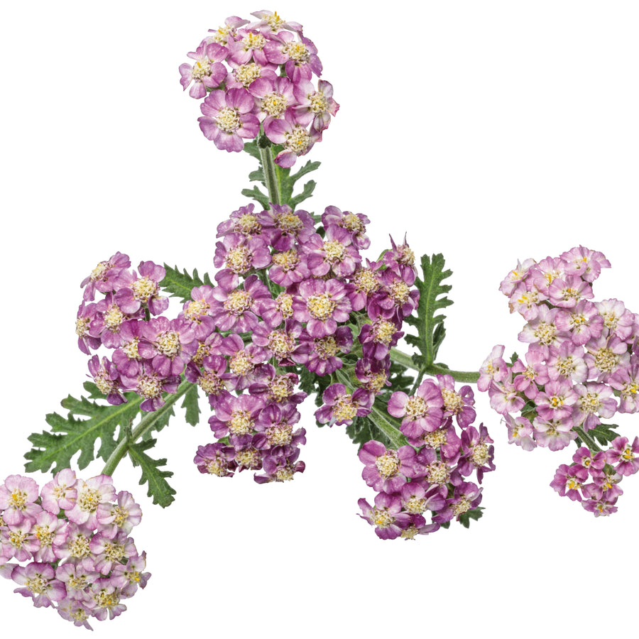 Yarrow | 'Firefly Fuchsia' | Proven Winners® Perennials – Proven ...