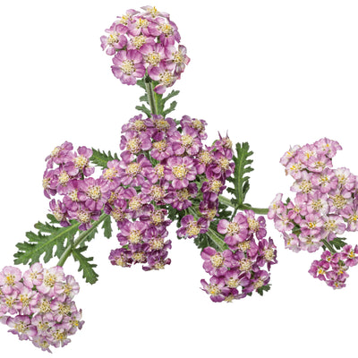 'Firefly Fuchsia' Yarrow (Achillea hybrid) | Proven Winners® New Variety 2025