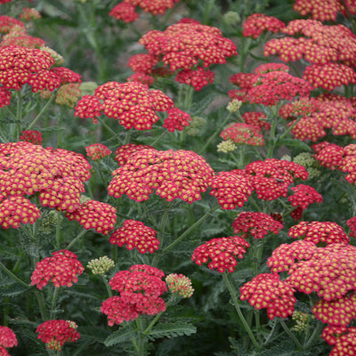 'Firefly Red Pop' Yarrow (Achillea hybrid) | Proven Winners® New Variety 2025