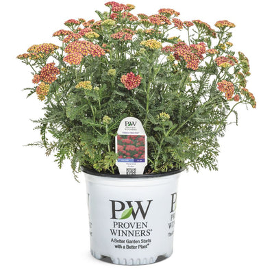 'Firefly Red Pop' Yarrow (Achillea hybrid) | Proven Winners® New Variety 2025