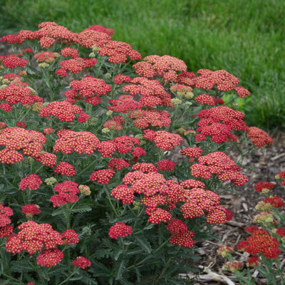 'Firefly Red Pop' Yarrow (Achillea hybrid) | Proven Winners® New Variety 2025