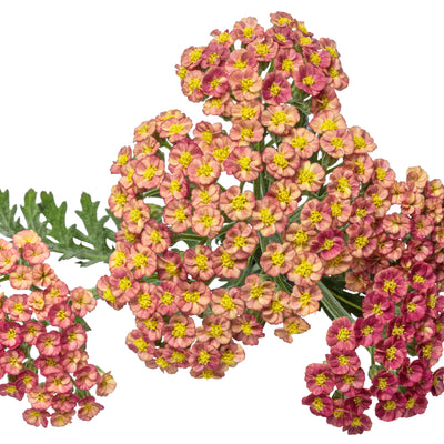 'Firefly Red Pop' Yarrow (Achillea hybrid) | Proven Winners® New Variety 2025