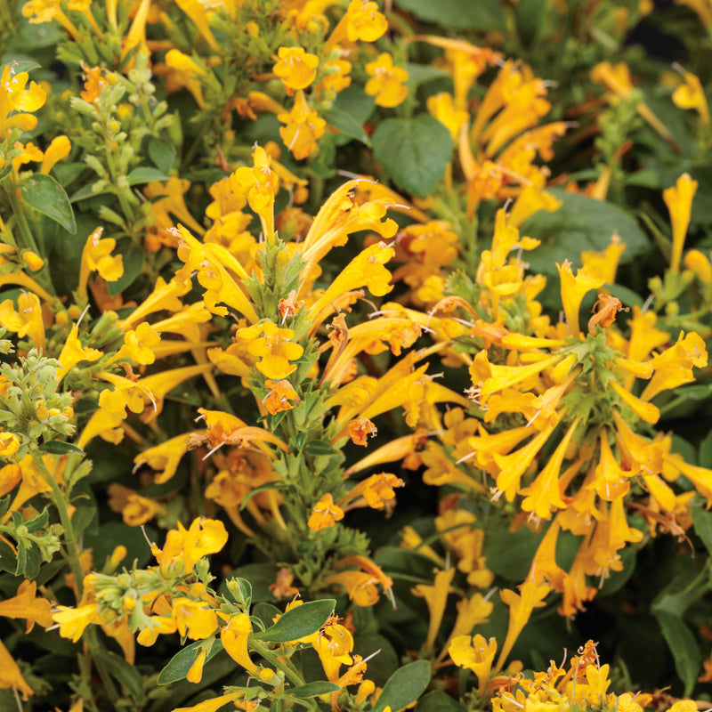 Maestro Gold Maestro Gold hyssop close up.