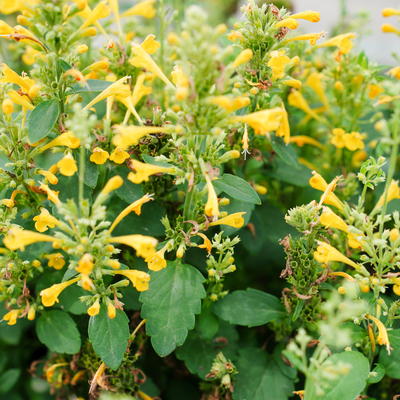 'Maestro Gold' Hyssop (Agastache hybrid) | Proven Winners® New Variety 2026