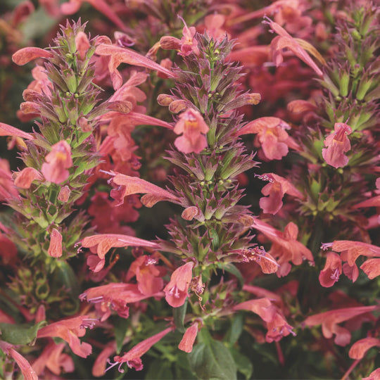 'Maestro Coral' Hyssop (Agastache hybrid) | Proven Winners® New Variety 2026