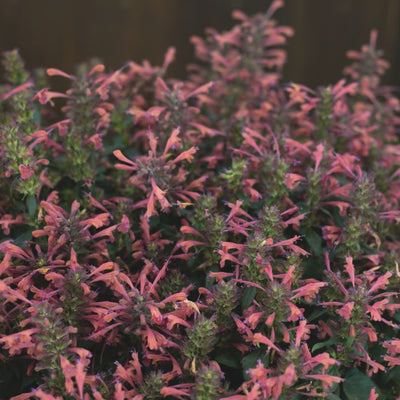 'Maestro Coral' Hyssop (Agastache hybrid) | Proven Winners® New Variety 2025