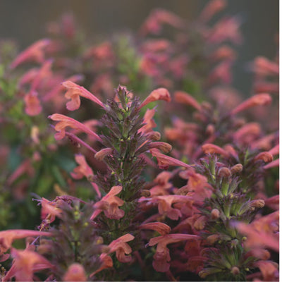 'Maestro Coral' Hyssop (Agastache hybrid) | Proven Winners® New Variety 2025