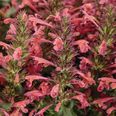 'Maestro Coral' 'Maestro Coral' Hyssop up close.