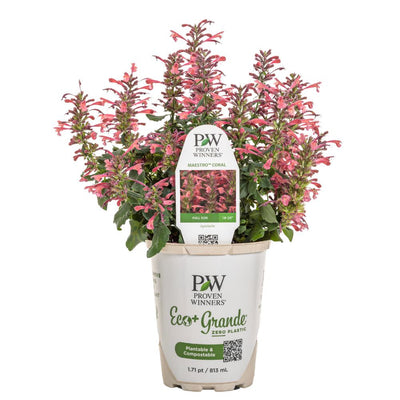 'Maestro Coral' Hyssop (Agastache hybrid) | Proven Winners® New Variety 2025