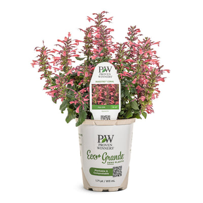'Maestro Coral' Hyssop (Agastache hybrid) | Proven Winners® New Variety 2026