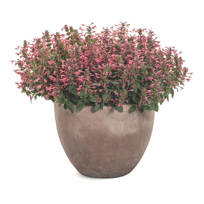 'Maestro Coral' Hyssop (Agastache hybrid) | Proven Winners® New Variety 2026