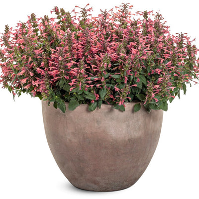 'Maestro Coral' 'Maestro Coral' Hyssop in use.