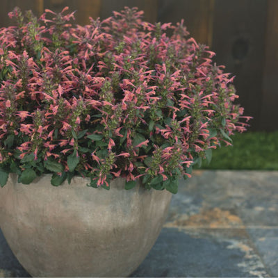 'Maestro Coral' Hyssop (Agastache hybrid) | Proven Winners® New Variety 2025