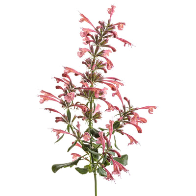'Maestro Coral' Hyssop (Agastache hybrid) | Proven Winners® New Variety 2026