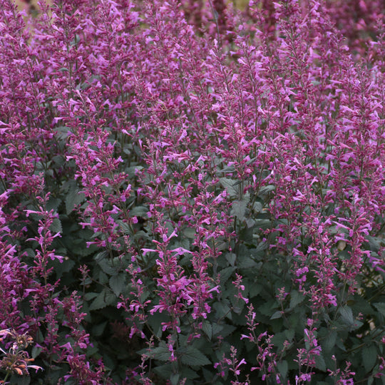 Meant to Bee® 'Royal Raspberry' Anise Hyssop (Agastache hybrid)