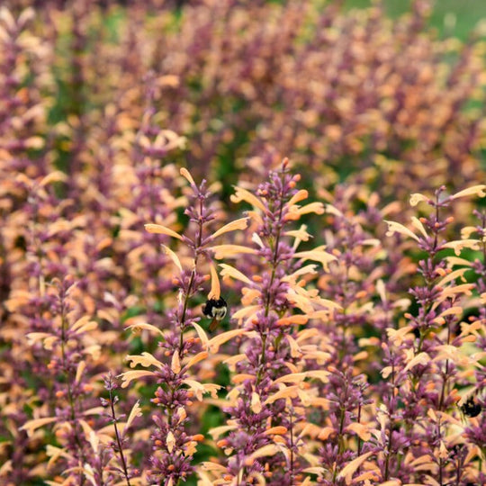Meant to Bee® 'Queen Nectarine' Anise Hyssop (Agastache hybrid)