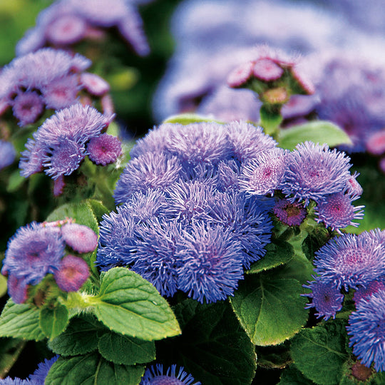 Artist® Blue Flossflower (Ageratum hybrid)