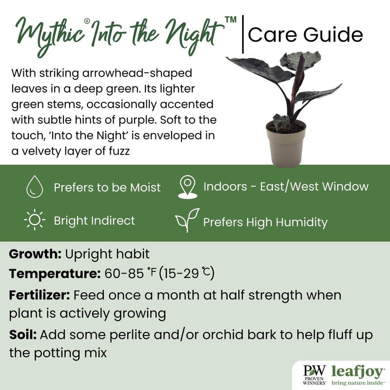 leafjoy® Mythic® Into the Night™ Jewel Alocasia detailed care information.