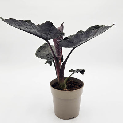 leafjoy Mythic Into the Night Mythic Into the Night Jewel Alocasia in container.