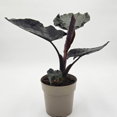 leafjoy Mythic Into the Night Mythic Into the Night Jewel Alocasia in container.