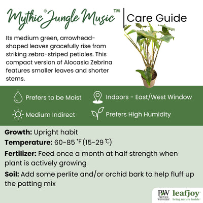 leafjoy® Mythic® Jungle Music™ Elephant Ear (Alocasia amazonica)