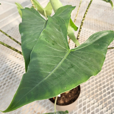 leafjoy Mythic Jungle Music Mythic Jungle Music Elephant Ear up close.