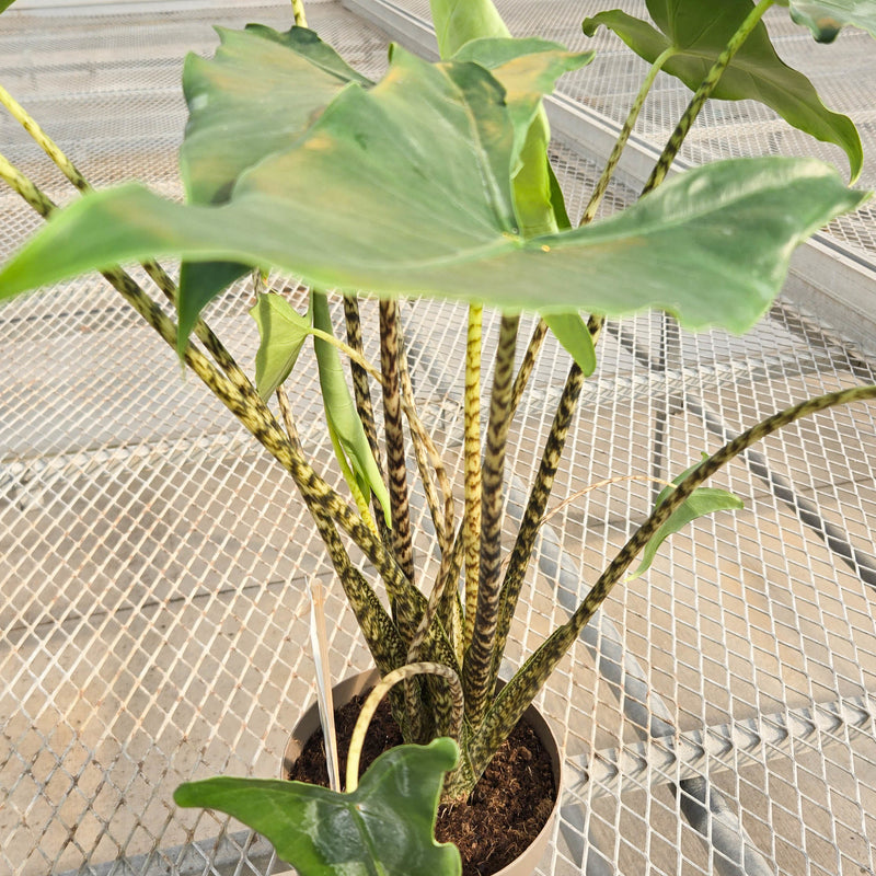 leafjoy Mythic Jungle Music Mythic Jungle Music Elephant Ear in focus.