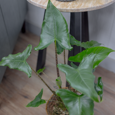 Mythic Jungle Music Alocasia in use.