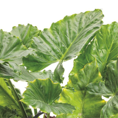 Limited Edition Royale | Emerald Isle™ Elephant Ears (Alocasia hybrid)